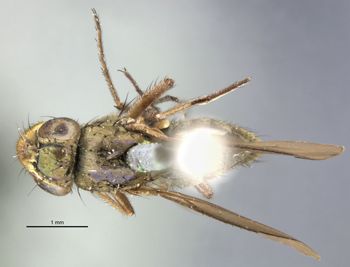 Media type: image;   Entomology 11181 Aspect: habitus dorsal view